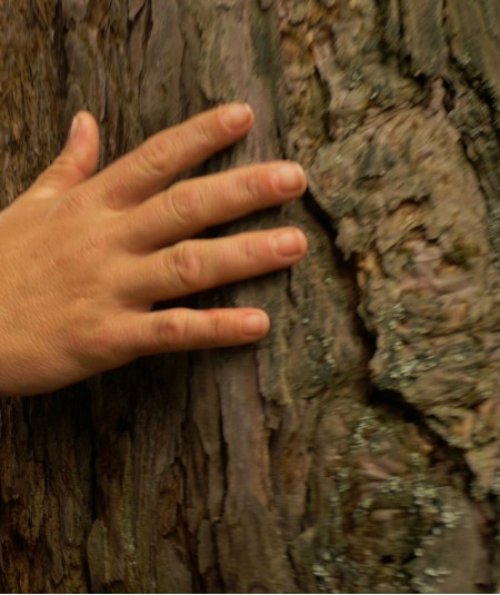 Revitaliza tu Creatividad con Baños de Bosque