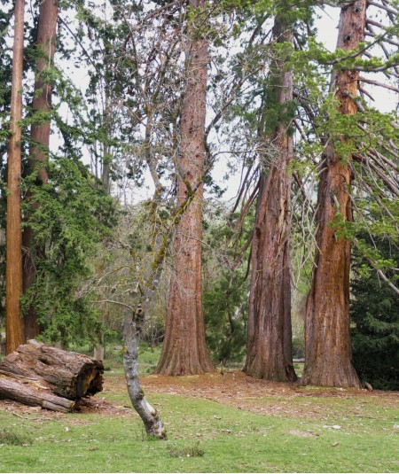 Revitaliza tu Creatividad con Baños de Bosque