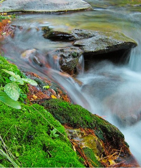 Revitaliza tu Creatividad con Baños de Bosque